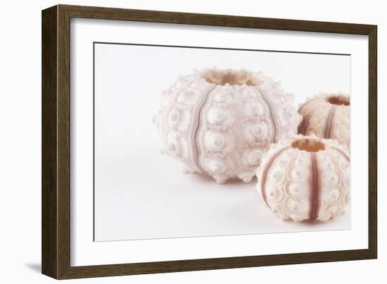 So Pure Collection - Beautiful White Sea Urchin shells II-Philippe Hugonnard-Framed Photographic Print