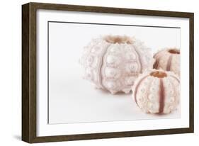 So Pure Collection - Beautiful White Sea Urchin shells II-Philippe Hugonnard-Framed Photographic Print