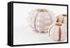 So Pure Collection - Beautiful White Sea Urchin shells II-Philippe Hugonnard-Framed Stretched Canvas