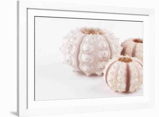 So Pure Collection - Beautiful White Sea Urchin shells II-Philippe Hugonnard-Framed Photographic Print