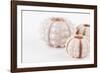 So Pure Collection - Beautiful White Sea Urchin shells II-Philippe Hugonnard-Framed Photographic Print