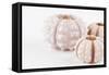 So Pure Collection - Beautiful White Sea Urchin shells II-Philippe Hugonnard-Framed Stretched Canvas