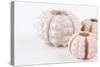 So Pure Collection - Beautiful White Sea Urchin shells II-Philippe Hugonnard-Stretched Canvas