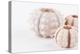 So Pure Collection - Beautiful White Sea Urchin shells II-Philippe Hugonnard-Stretched Canvas