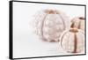 So Pure Collection - Beautiful White Sea Urchin shells II-Philippe Hugonnard-Framed Stretched Canvas