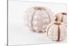 So Pure Collection - Beautiful White Sea Urchin shells II-Philippe Hugonnard-Stretched Canvas