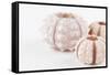 So Pure Collection - Beautiful White Sea Urchin shells II-Philippe Hugonnard-Framed Stretched Canvas