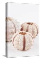 So Pure Collection - Beautiful White Sea Urchin shells III-Philippe Hugonnard-Stretched Canvas