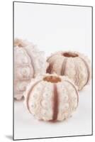 So Pure Collection - Beautiful White Sea Urchin shells III-Philippe Hugonnard-Mounted Premium Photographic Print