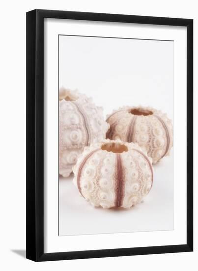 So Pure Collection - Beautiful White Sea Urchin shells III-Philippe Hugonnard-Framed Photographic Print