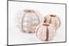 So Pure Collection - Beautiful White Sea Urchin shells-Philippe Hugonnard-Mounted Photographic Print