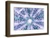 So Pure Collection - Blue Sea Urchin Shell Close-up-Philippe Hugonnard-Framed Photographic Print