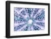 So Pure Collection - Blue Sea Urchin Shell Close-up-Philippe Hugonnard-Framed Photographic Print