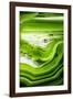 So Pure Collection - Close-up of Green Agate-Philippe Hugonnard-Framed Photographic Print