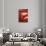 So Pure Collection - Close-up of Red Agate-Philippe Hugonnard-Photographic Print displayed on a wall