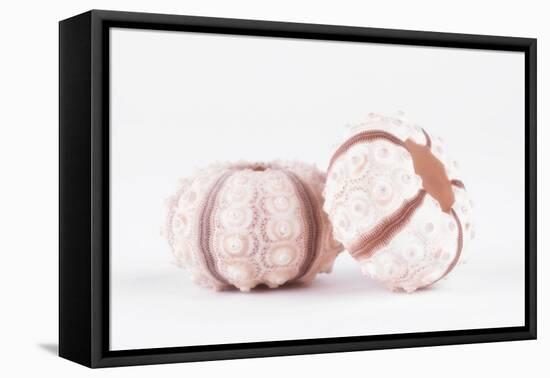 So Pure Collection - Double Seashells II-Philippe Hugonnard-Framed Stretched Canvas