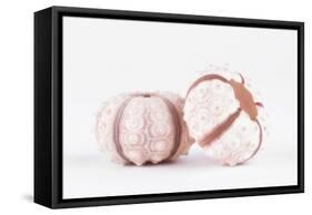 So Pure Collection - Double Seashells II-Philippe Hugonnard-Framed Stretched Canvas