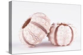 So Pure Collection - Double Seashells-Philippe Hugonnard-Stretched Canvas