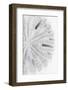 So Pure Collection - Florida Sand Dollar II-Philippe Hugonnard-Framed Photographic Print