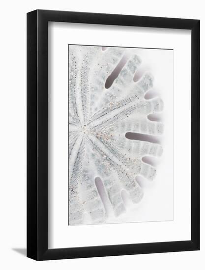 So Pure Collection - Florida Sand Dollar II-Philippe Hugonnard-Framed Photographic Print