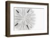 So Pure Collection - Florida Sand Dollar-Philippe Hugonnard-Framed Premium Photographic Print