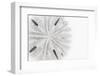 So Pure Collection - Florida Sand Dollar-Philippe Hugonnard-Framed Premium Photographic Print