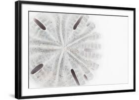 So Pure Collection - Florida Sand Dollar-Philippe Hugonnard-Framed Photographic Print