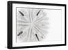 So Pure Collection - Florida Sand Dollar-Philippe Hugonnard-Framed Photographic Print