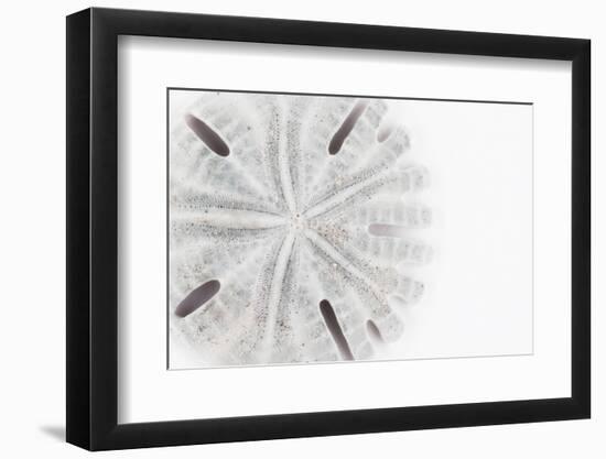 So Pure Collection - Florida Sand Dollar-Philippe Hugonnard-Framed Photographic Print