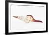 So Pure Collection - Fusinus Colus Seashell II-Philippe Hugonnard-Framed Photographic Print