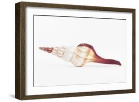 So Pure Collection - Fusinus Colus Seashell II-Philippe Hugonnard-Framed Photographic Print