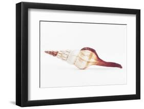 So Pure Collection - Fusinus Colus Seashell II-Philippe Hugonnard-Framed Photographic Print