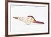 So Pure Collection - Fusinus Colus Seashell II-Philippe Hugonnard-Framed Photographic Print