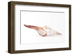 So Pure Collection - Fusinus Colus Seashell-Philippe Hugonnard-Framed Photographic Print