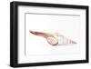 So Pure Collection - Fusinus Colus Seashell-Philippe Hugonnard-Framed Photographic Print