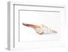 So Pure Collection - Fusinus Colus Seashell-Philippe Hugonnard-Framed Photographic Print