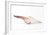 So Pure Collection - Fusinus Colus Seashell-Philippe Hugonnard-Framed Photographic Print