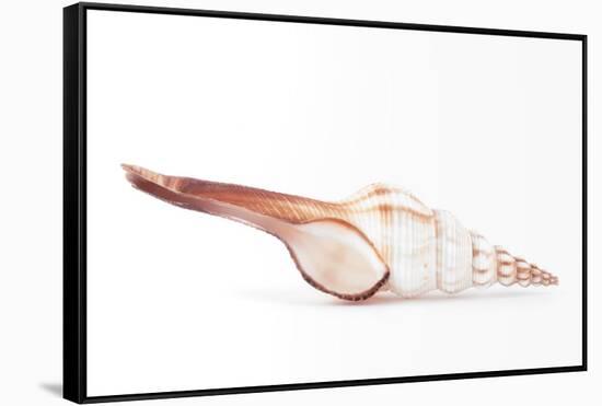So Pure Collection - Fusinus Colus Seashell-Philippe Hugonnard-Framed Stretched Canvas