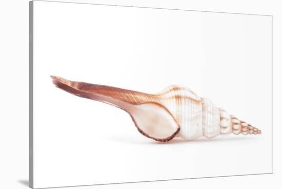 So Pure Collection - Fusinus Colus Seashell-Philippe Hugonnard-Stretched Canvas