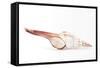 So Pure Collection - Fusinus Colus Seashell-Philippe Hugonnard-Framed Stretched Canvas