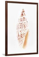 So Pure Collection - Miter Shell-Philippe Hugonnard-Framed Photographic Print