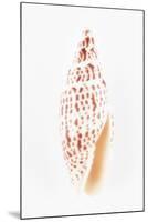 So Pure Collection - Miter Shell-Philippe Hugonnard-Mounted Premium Photographic Print