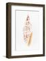 So Pure Collection - Miter Shell-Philippe Hugonnard-Framed Photographic Print