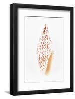 So Pure Collection - Miter Shell-Philippe Hugonnard-Framed Photographic Print