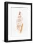 So Pure Collection - Miter Shell-Philippe Hugonnard-Framed Photographic Print