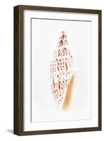 So Pure Collection - Miter Shell-Philippe Hugonnard-Framed Photographic Print