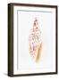 So Pure Collection - Miter Shell-Philippe Hugonnard-Framed Photographic Print