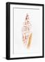 So Pure Collection - Miter Shell-Philippe Hugonnard-Framed Photographic Print