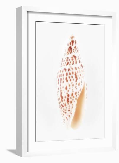 So Pure Collection - Miter Shell-Philippe Hugonnard-Framed Photographic Print