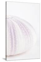 So Pure Collection - Natural Mauve Sea Urchin Shell II-Philippe Hugonnard-Stretched Canvas